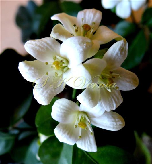  Flowers